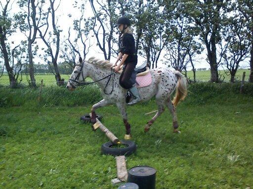 Knabstrupper Bonnie billede 16