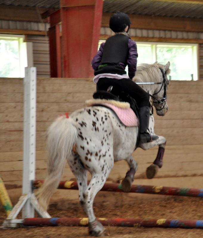 Knabstrupper Bonnie billede 17