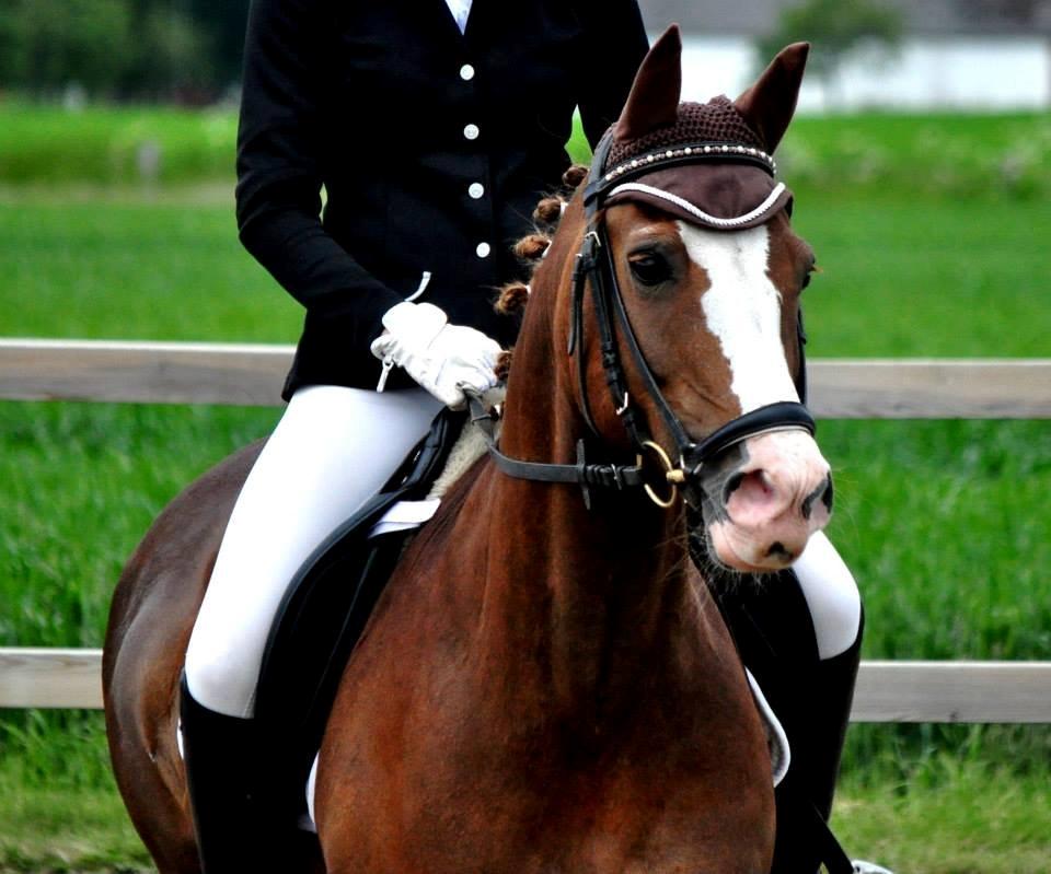 New Forest Tosca  - Tosca :'))<3
Seden stævne juni 2013 billede 12