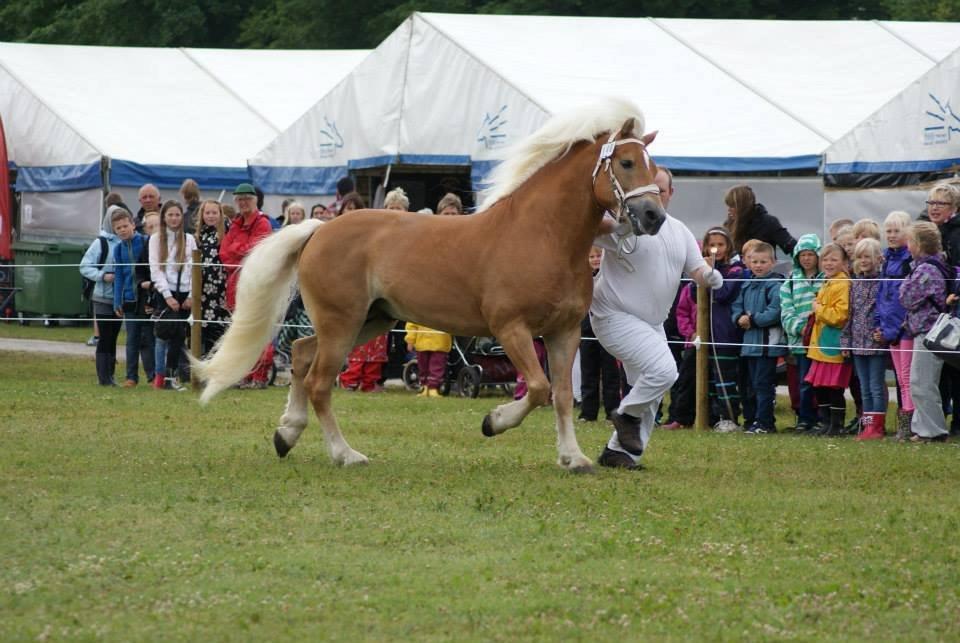 Haflinger Anders Lindegaard HINGST R.I.P billede 18