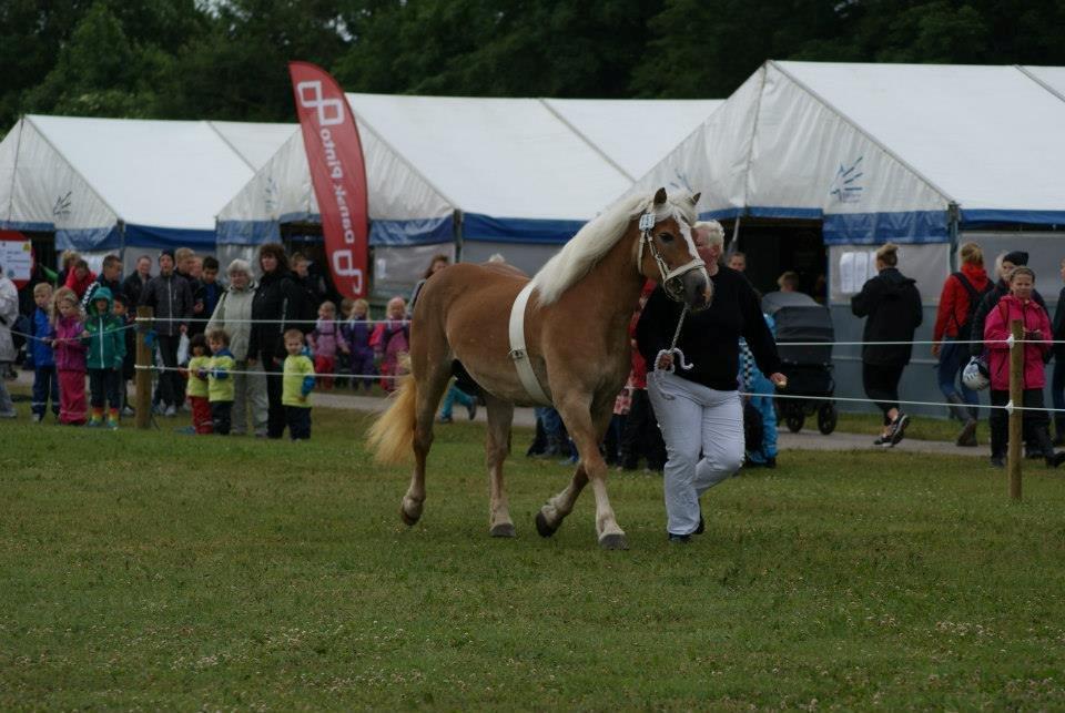 Haflinger Brombær solgt billede 15