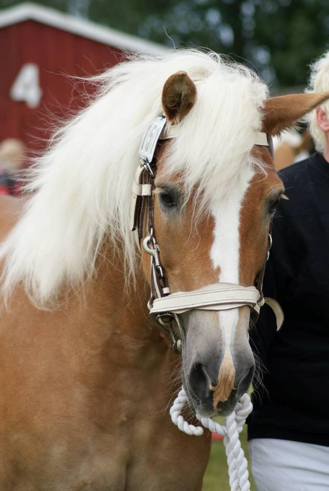 Haflinger Brombær solgt billede 1