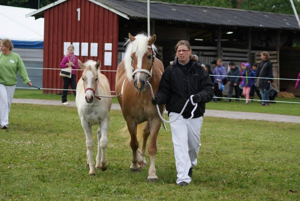 Haflinger Brombær solgt - brombær og blåbær på dyreskue 2013 billede 17