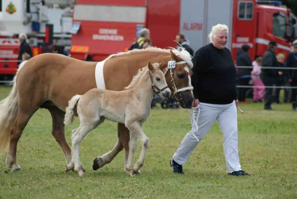 Haflinger Freja solgt billede 17