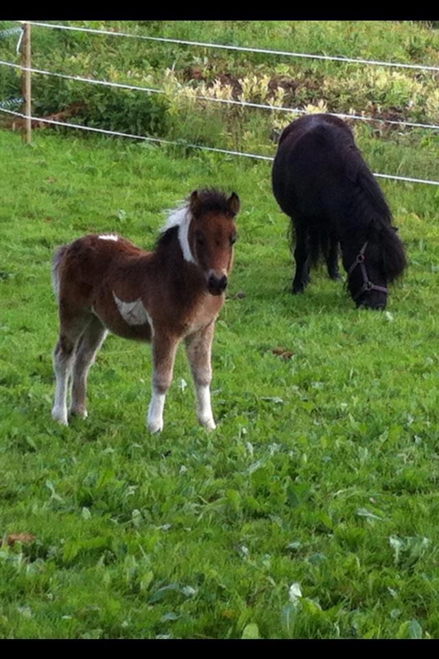 Shetlænder Bellis Merci *solgt* - Merci her 35 dage gammel billede 3