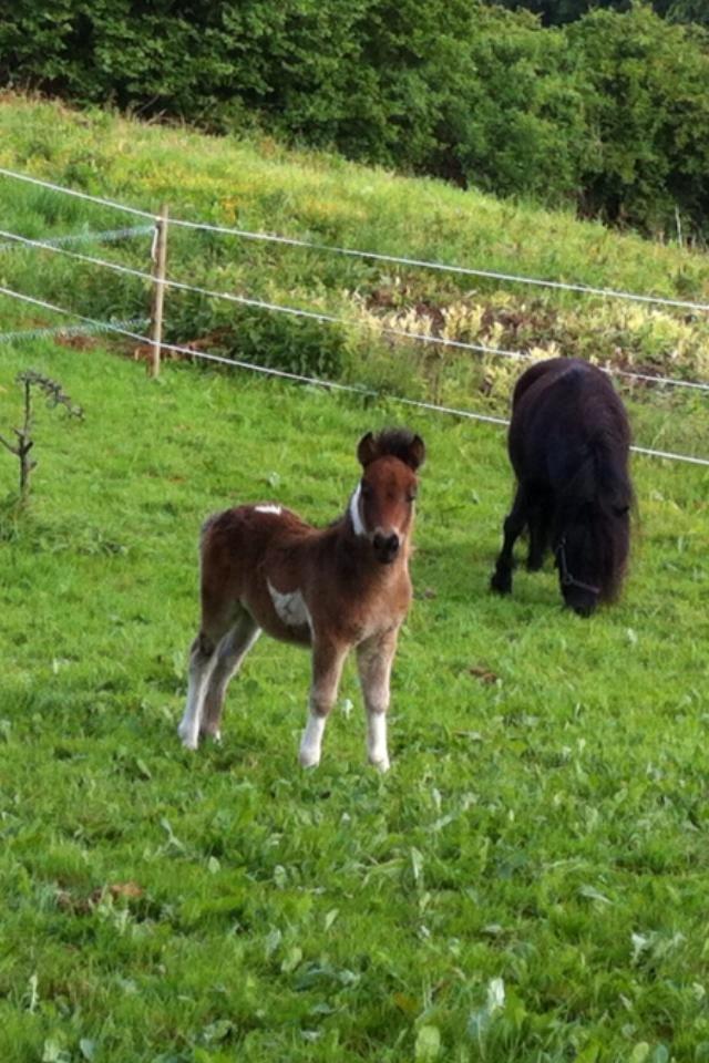 Shetlænder Bellis Merci *solgt* - Merci :) - 35 dage gammel billede 20