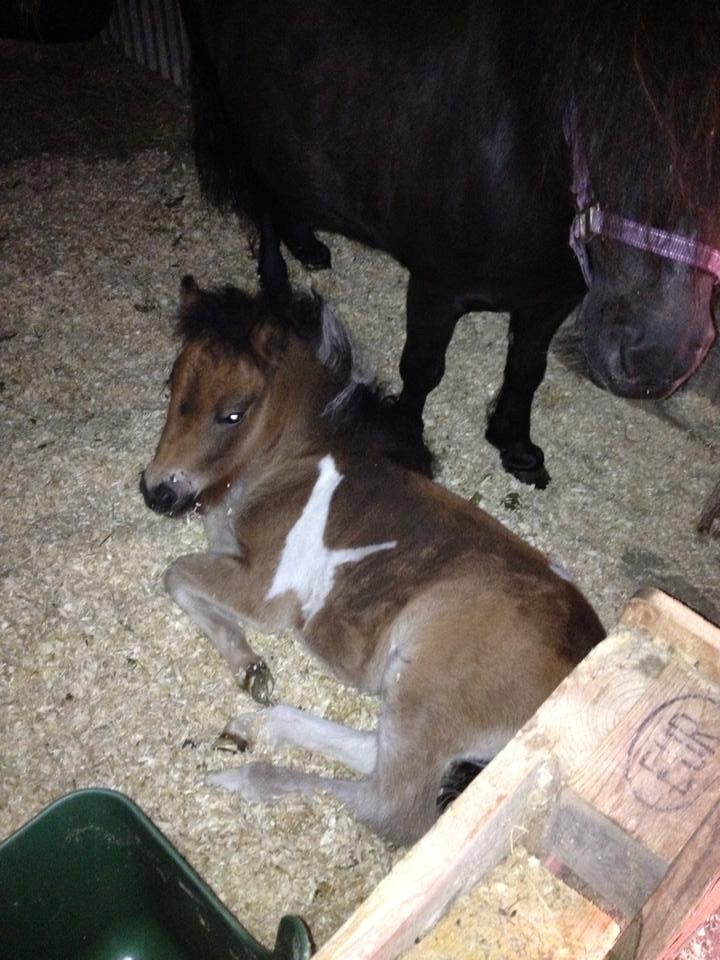 Shetlænder Bellis Merci *solgt* - Merci synes det var lidt hårdt at blive 1 mdr :) billede 18