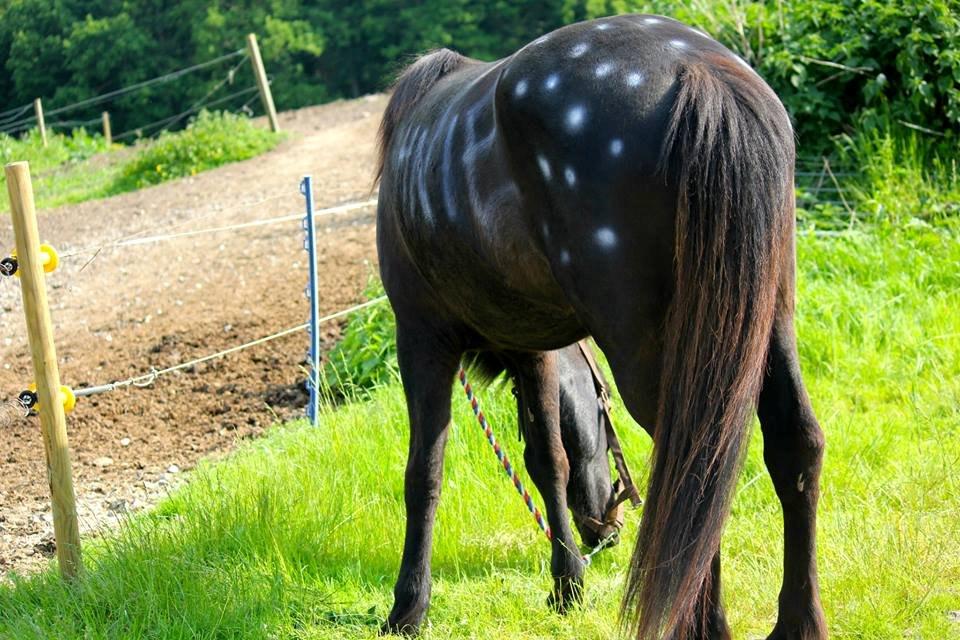 Islænder Óskadis frá Steini - HNIE billede 2