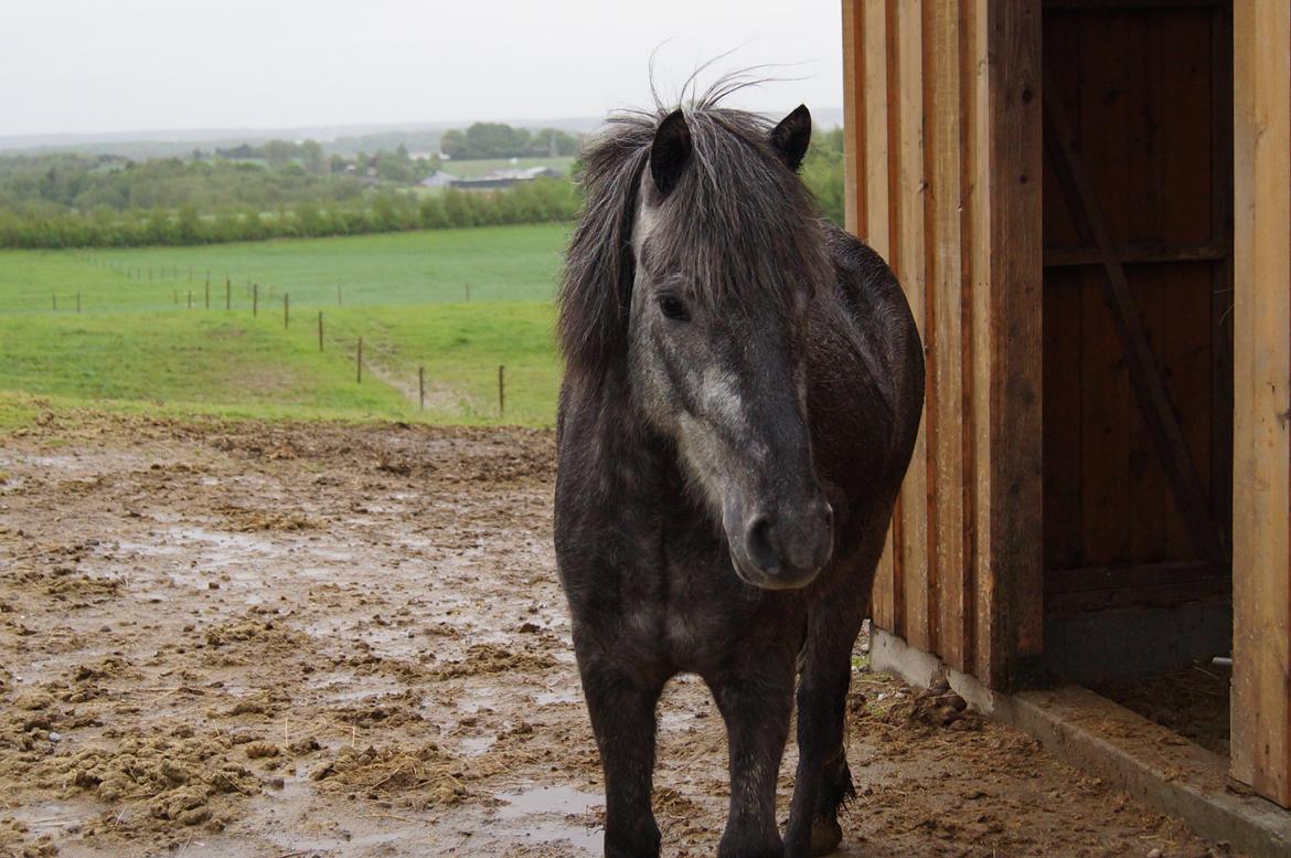 Islænder Sölvi frá Yggdrasil billede 2