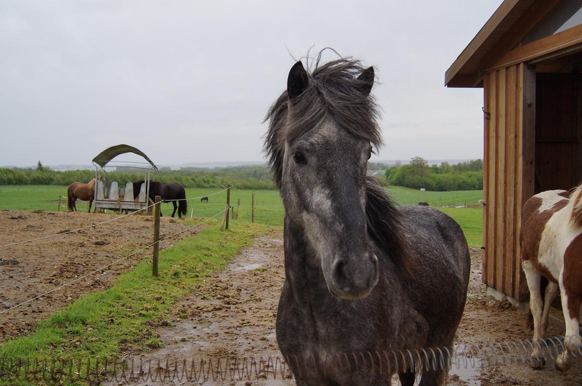 Islænder Sölvi frá Yggdrasil billede 1