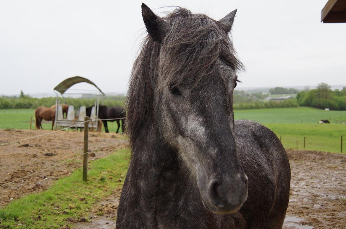Islænder Sölvi frá Yggdrasil billede 14