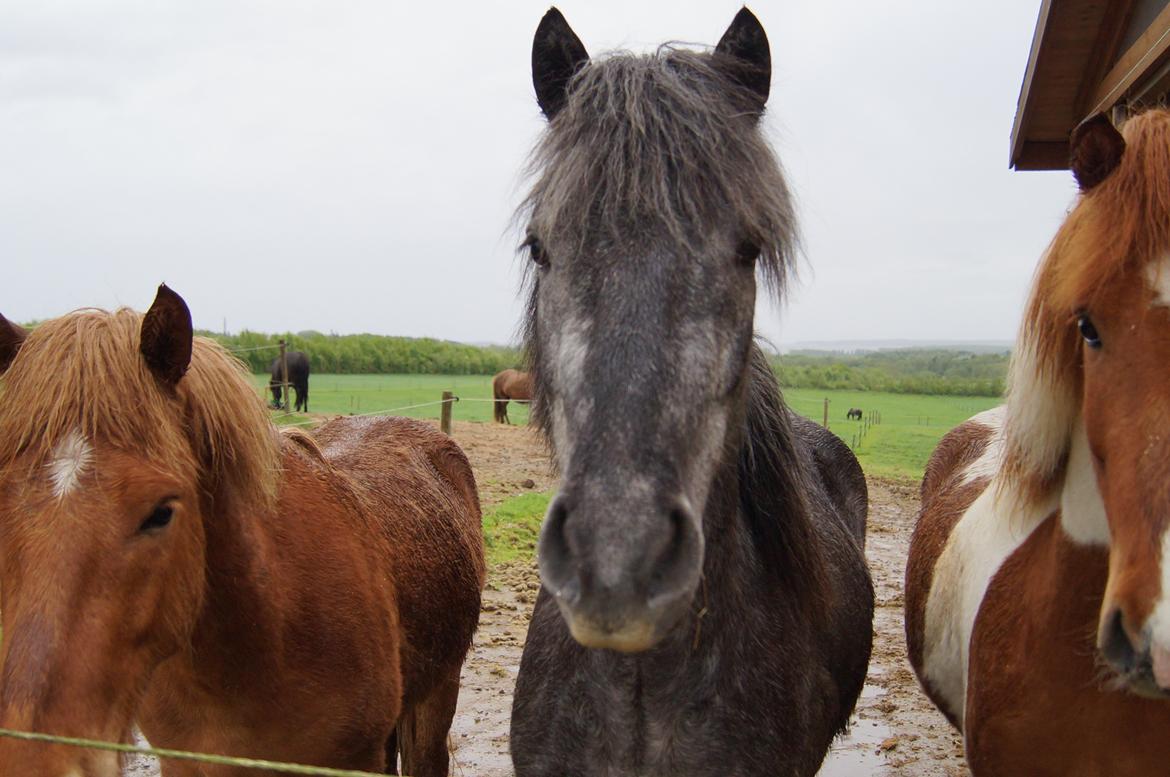 Islænder Sölvi frá Yggdrasil billede 6