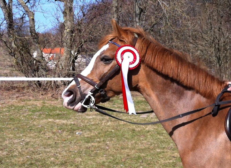 Anden særlig race Misty - Stolte Misty efter at have vundet MB** i Frederikshavn<3 billede 10
