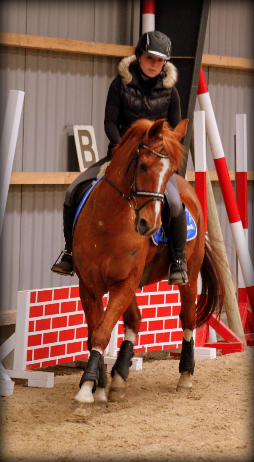 Hollandsk Sportspony Harpo Van De Haverkamp (Stanley) (himmelhest) billede 5