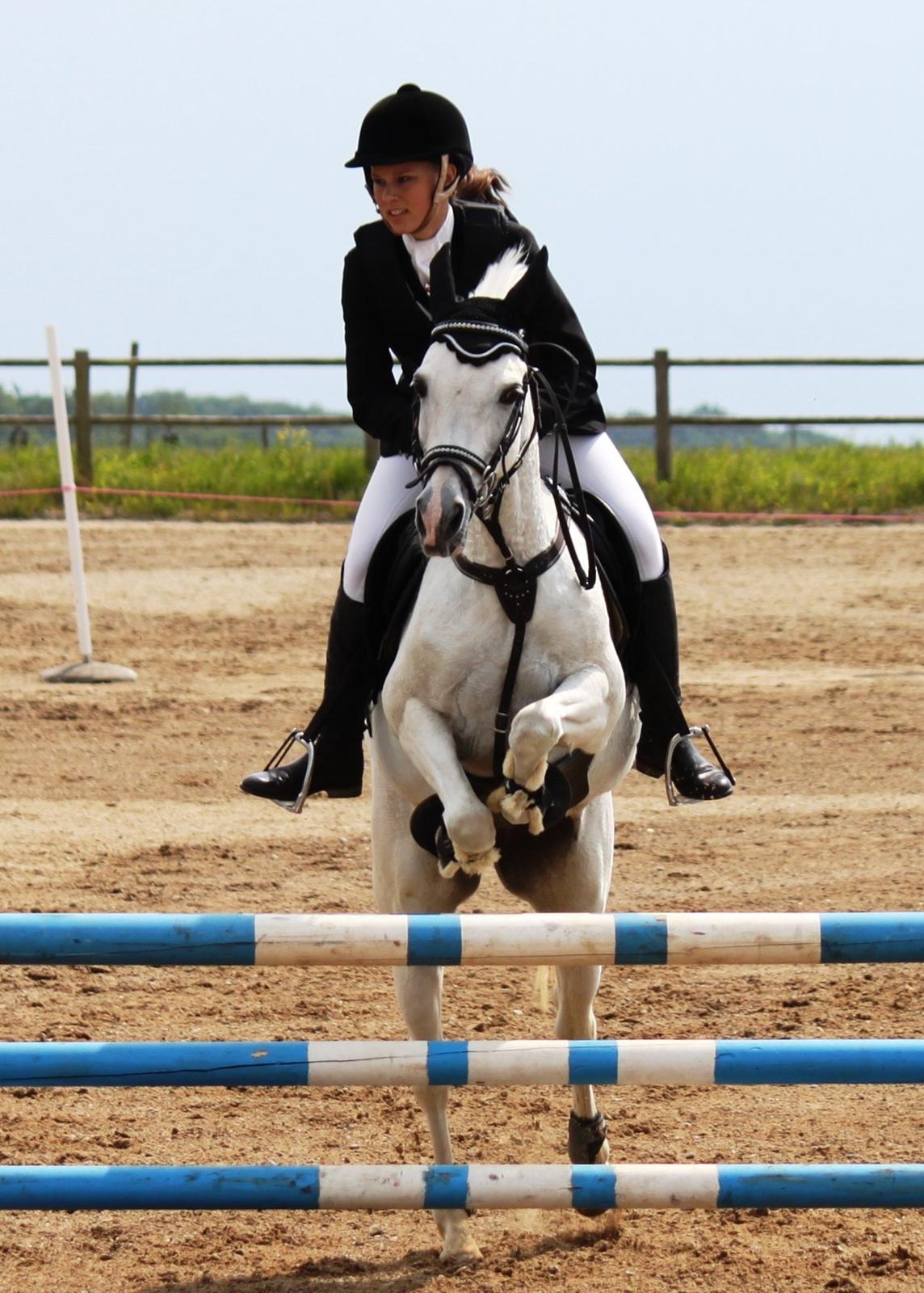 Tysk Sportspony Maidens Blush - LA1*, 3 pl. <3 Fotograf: Frans billede 3