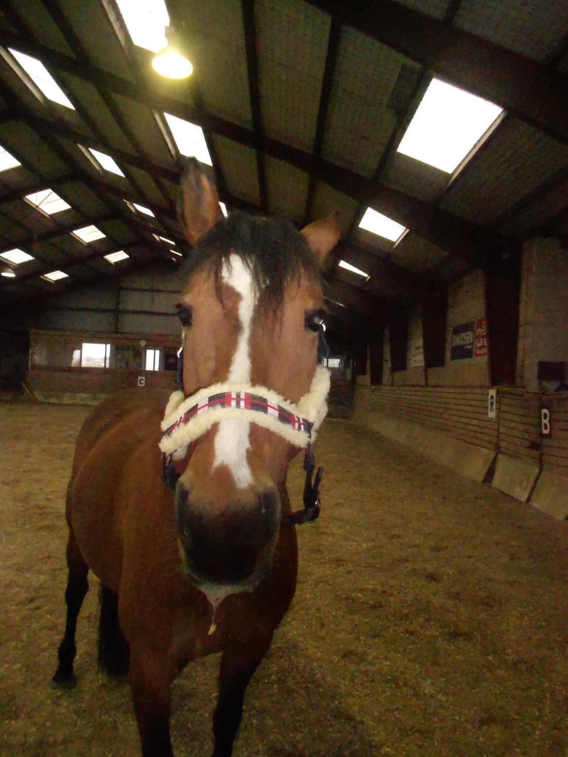 DSP Malou - Når man hygger sig lidt i ridehuset billede 19