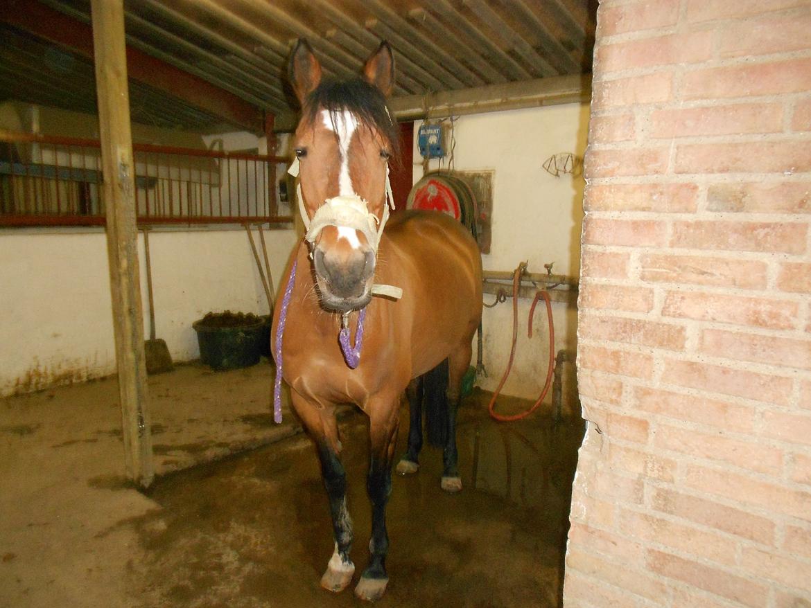 DSP Malou - Lille diva! :D billede 20