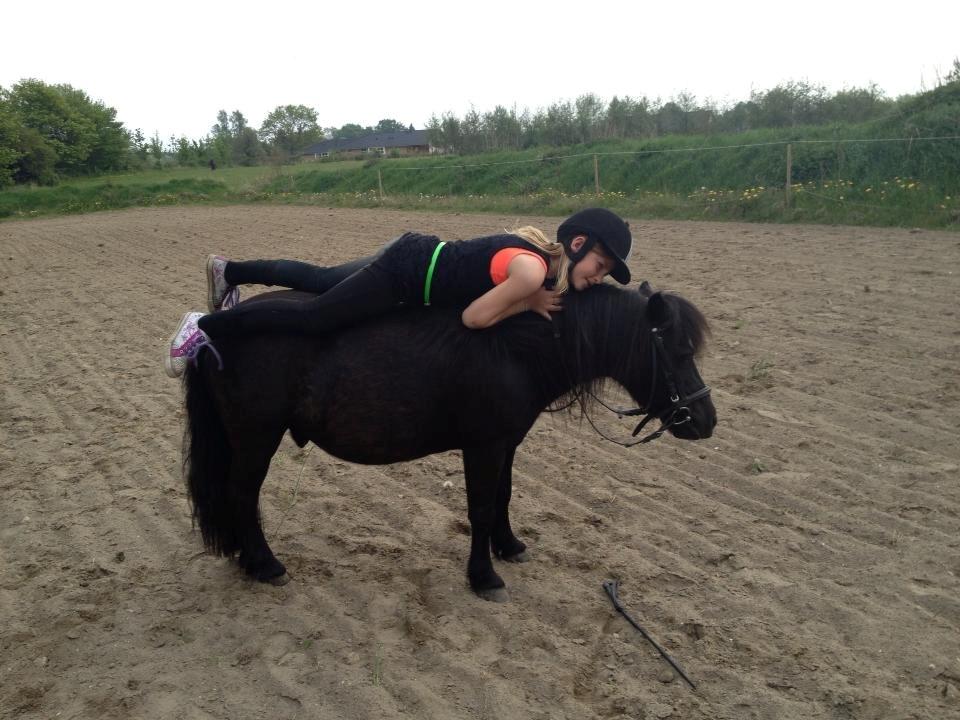 Shetlænder spunk billede 2