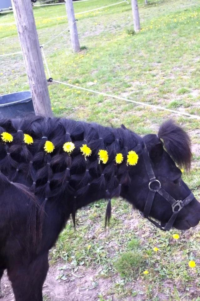 Shetlænder spunk billede 1
