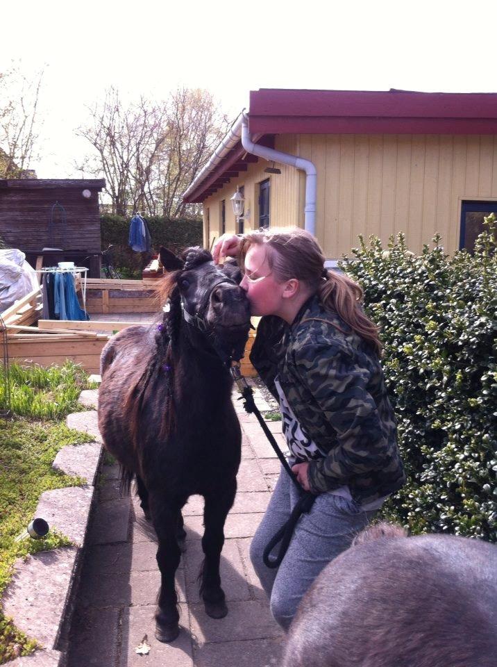 Shetlænder spunk billede 12