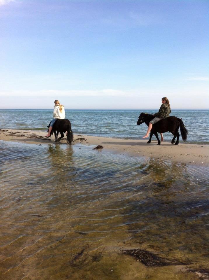 Shetlænder spunk billede 17