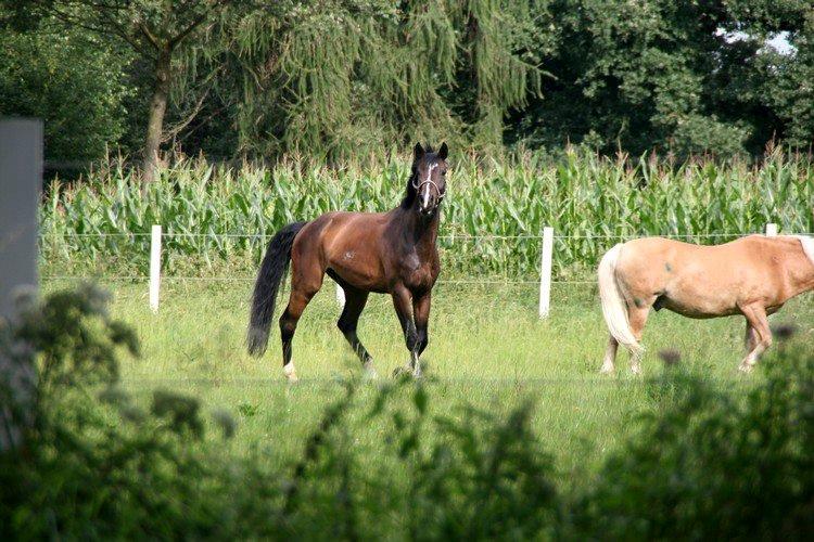 Anden særlig race Macho billede 17