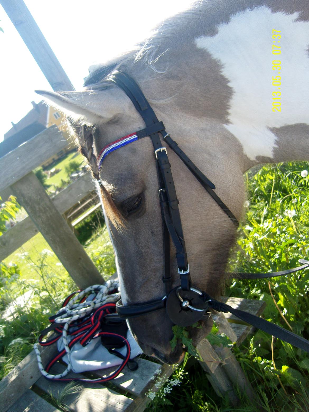 Irish Cob Crossbreed Filina (Fifle) - Har selv lavet pandebåndet :) billede 17
