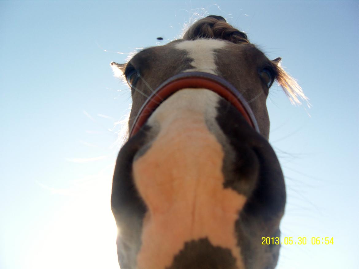 Irish Cob Crossbreed Filina (Fifle) billede 18