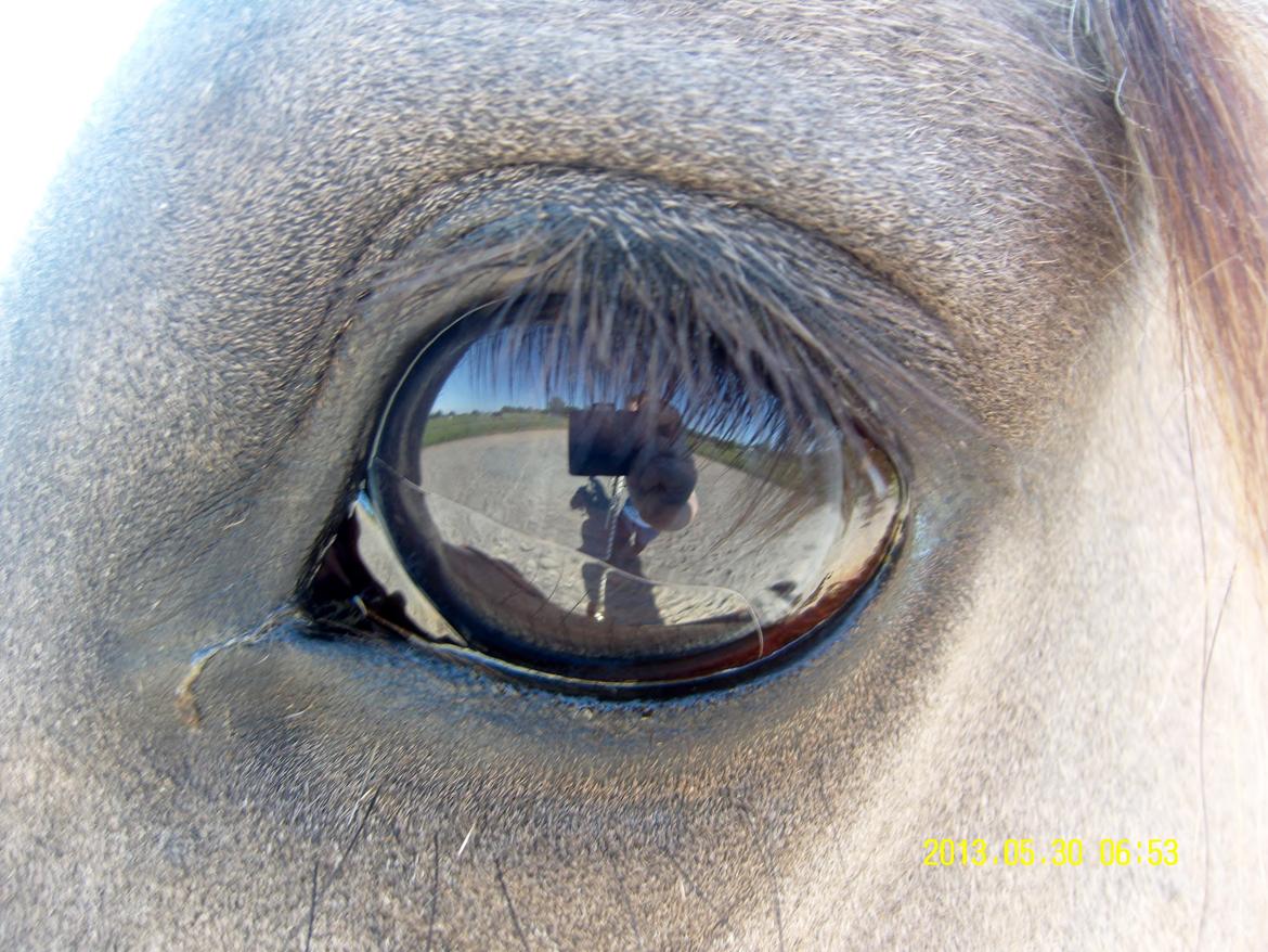 Irish Cob Crossbreed Filina (Fifle) - Eye to Eye :) billede 19