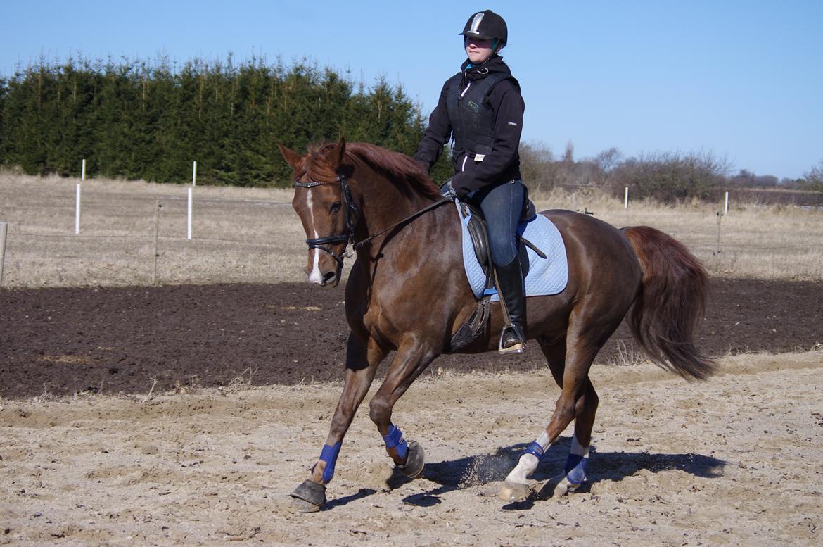 Anden særlig race Kosmo billede 2