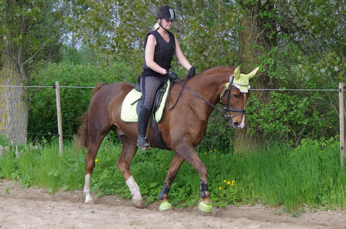 Anden særlig race Kosmo - En af de første gange på heste-ryg igen efter jeg brækkede mit kraveben!  billede 3