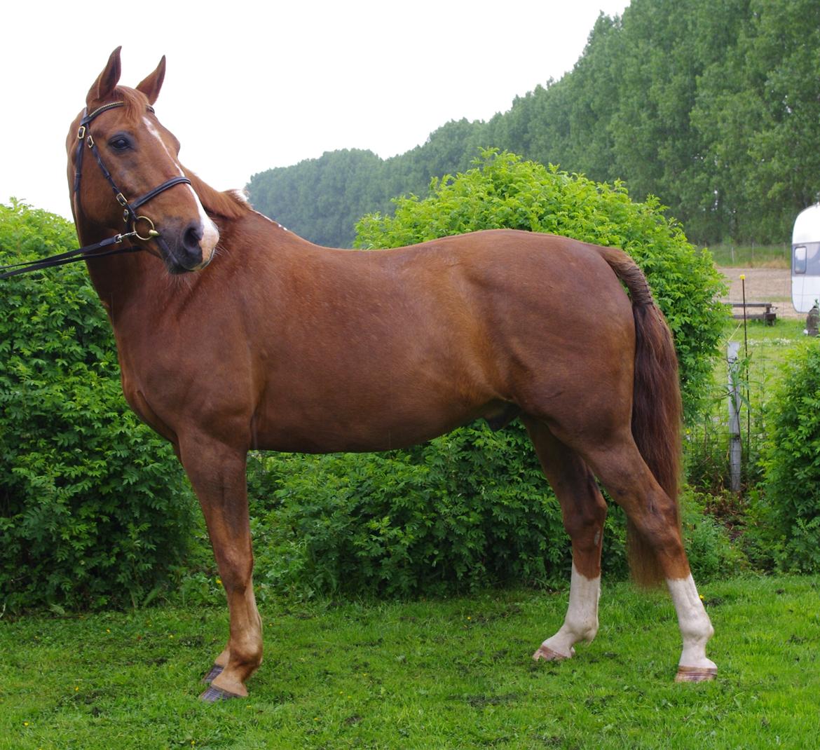 Anden særlig race Kosmo - Smuksak <3 billede 4