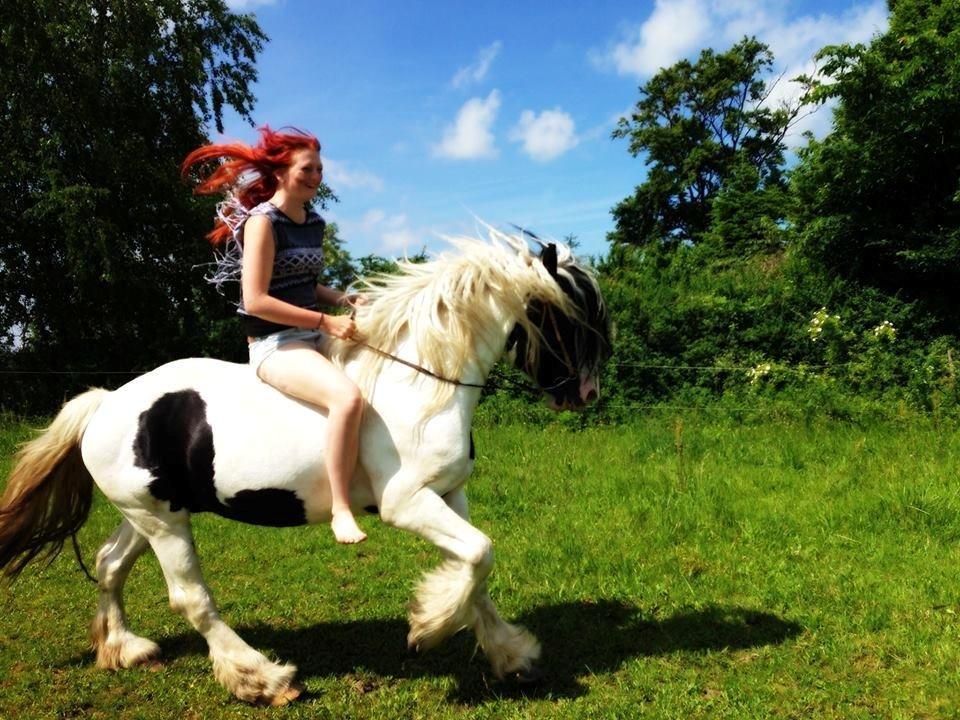 Irish Cob Blue Floridor billede 19