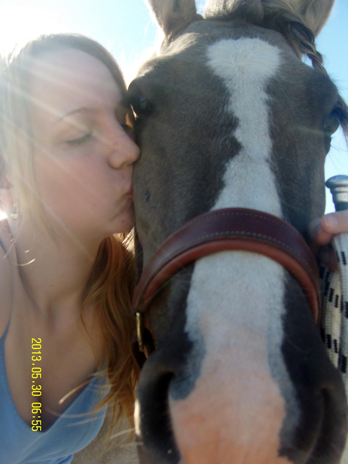 Irish Cob Crossbreed Filina (Fifle) - Møsh :* billede 20