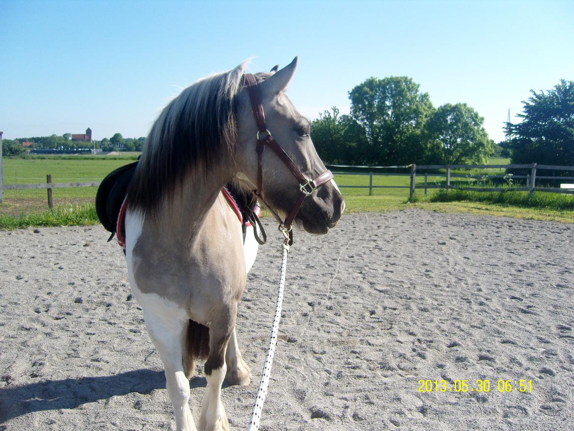 Irish Cob Crossbreed Filina (Fifle) billede 21