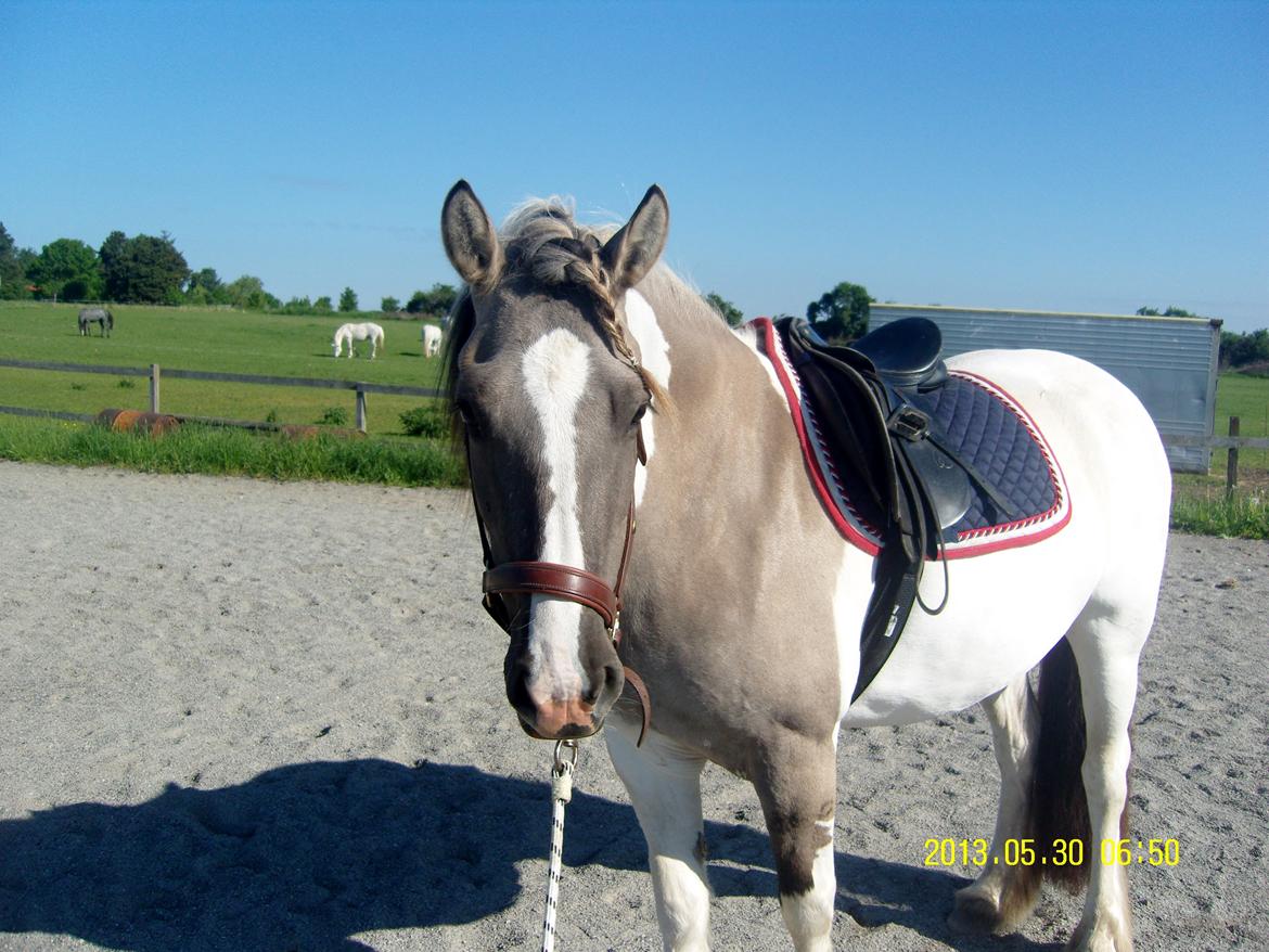 Irish Cob Crossbreed Filina (Fifle) billede 22