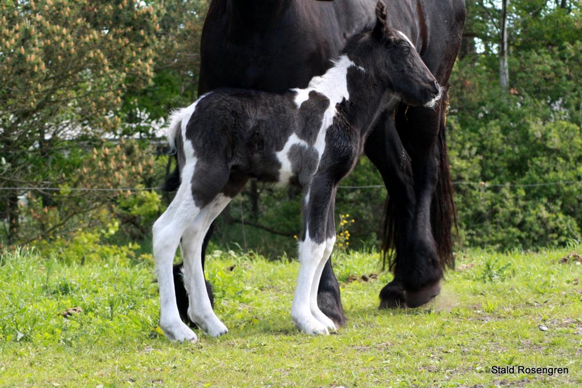 Barockpinto Pequeña billede 5