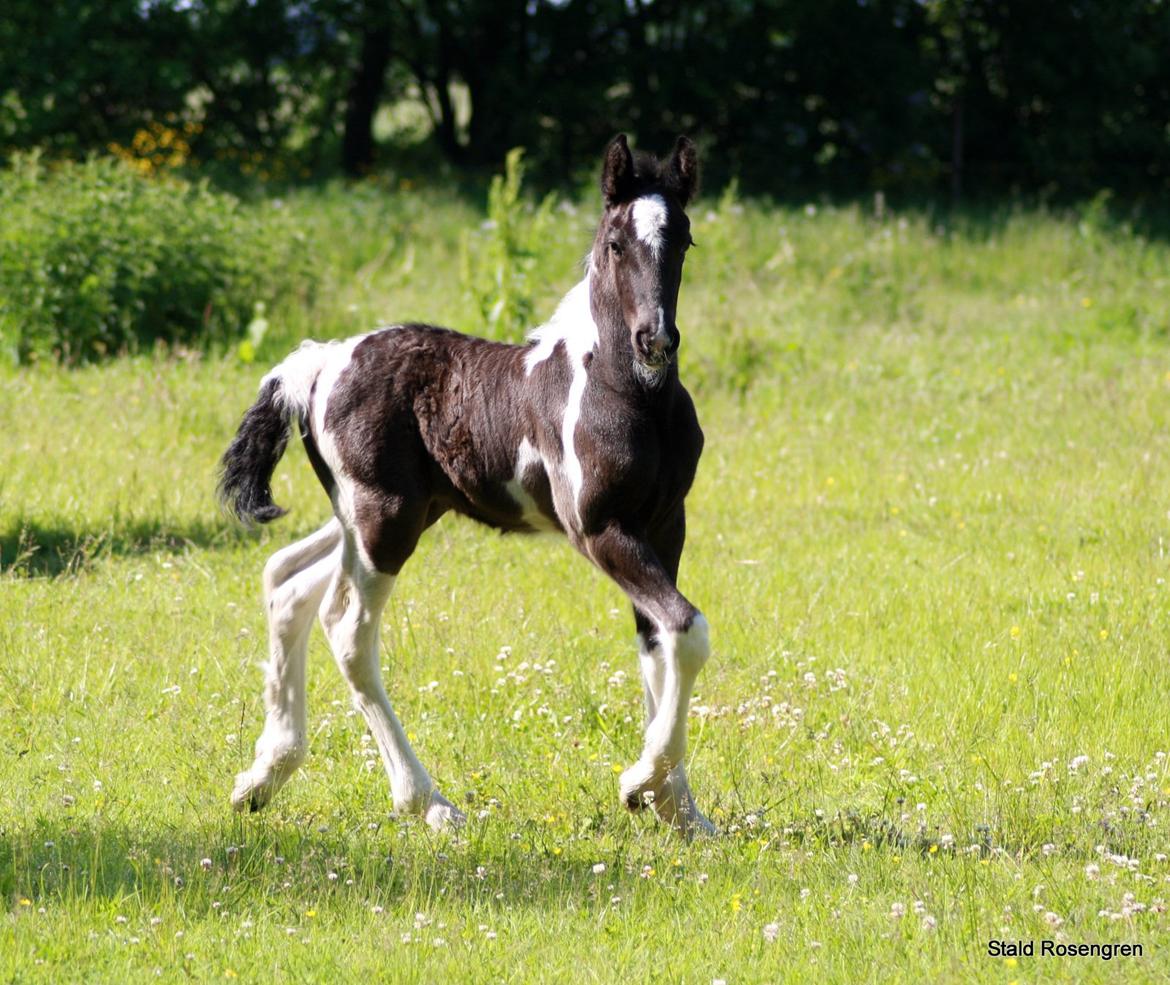 Barockpinto Pequeña billede 1