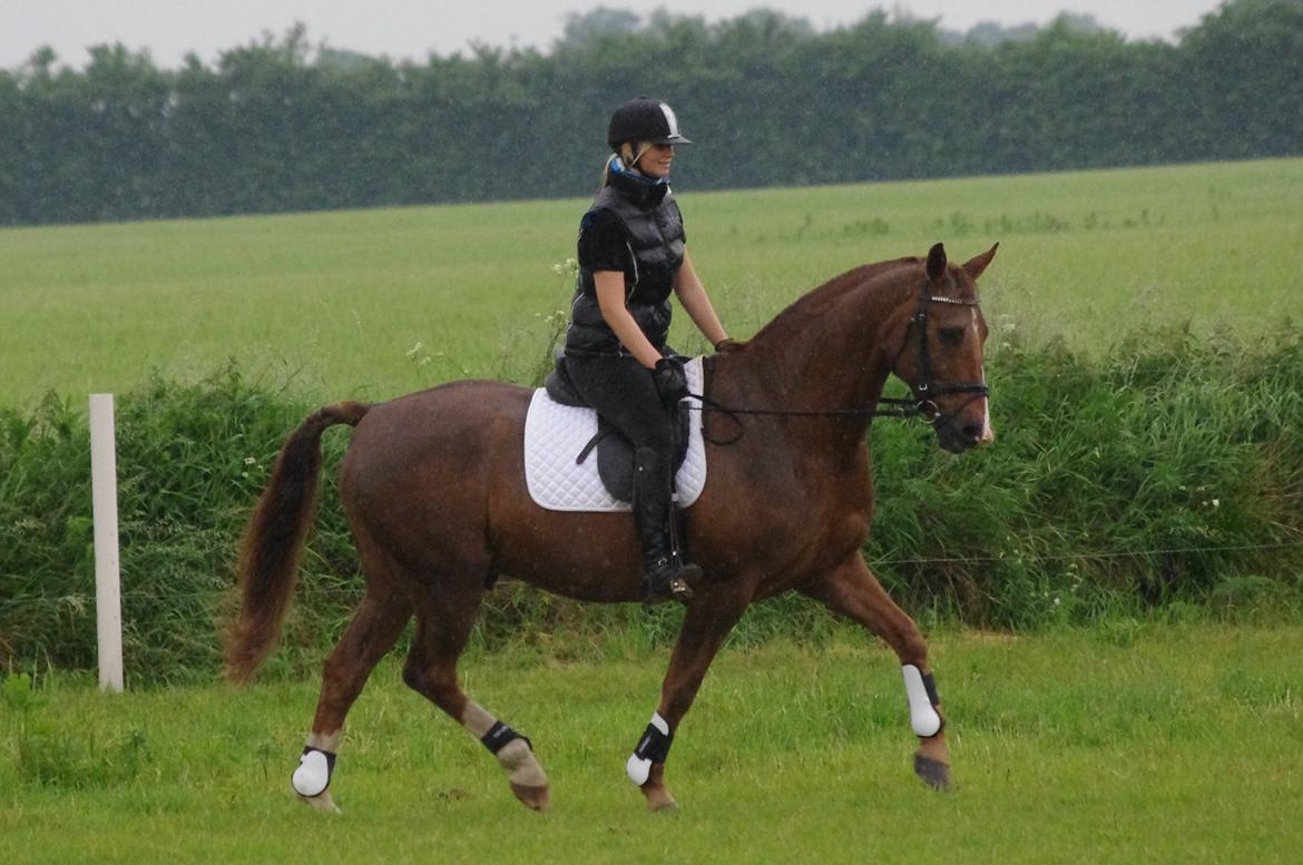 Anden særlig race Kosmo billede 6