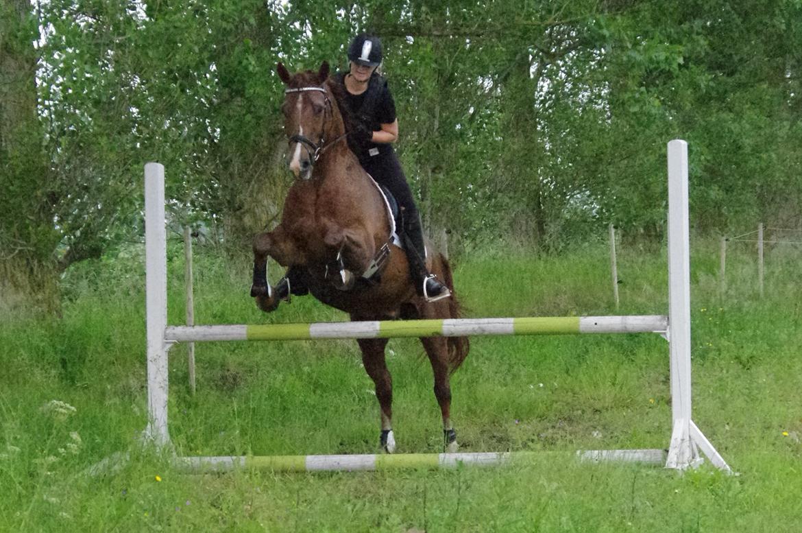 Anden særlig race Kosmo - Kosmo som springhest :P billede 7