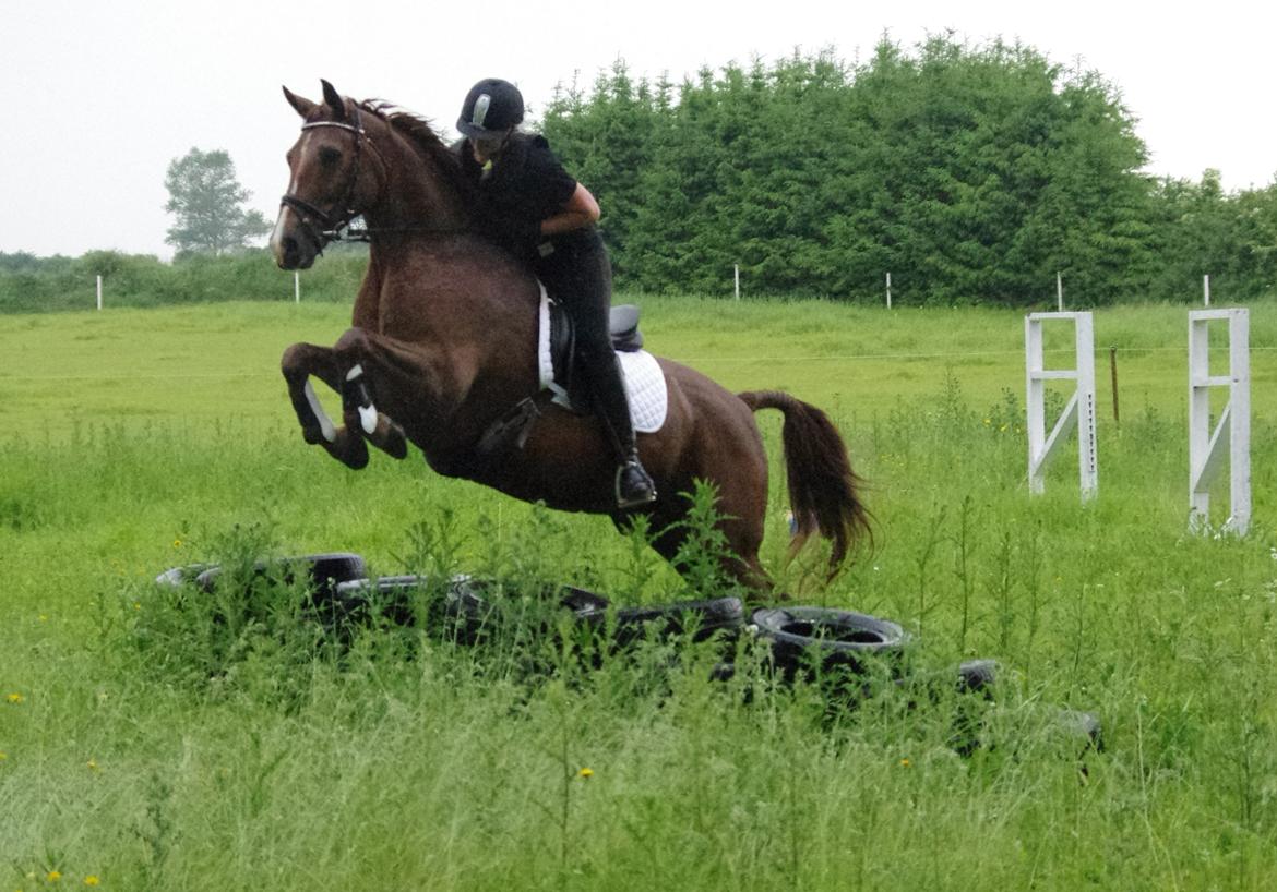 Anden særlig race Kosmo billede 8