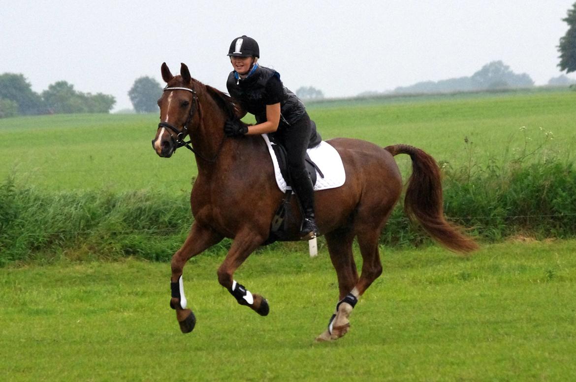 Anden særlig race Kosmo billede 9