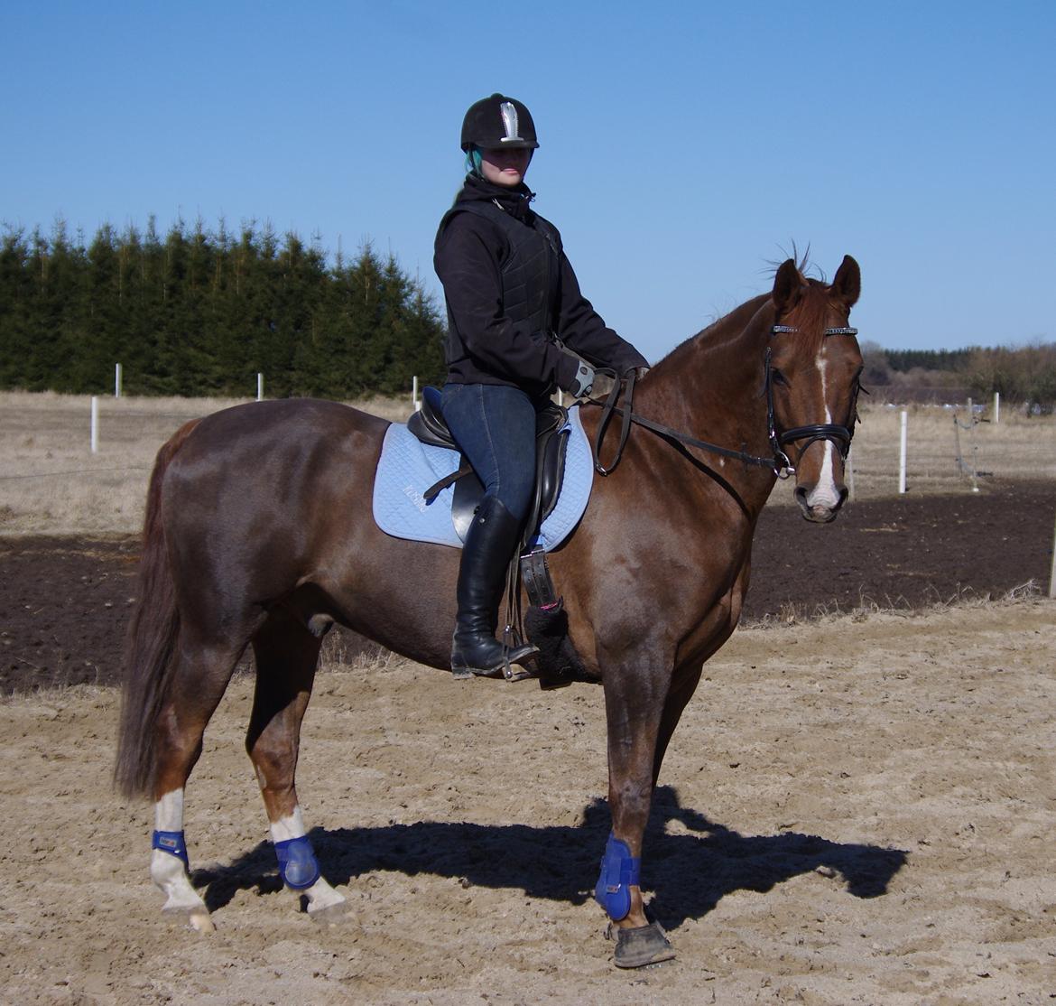 Anden særlig race Kosmo billede 10