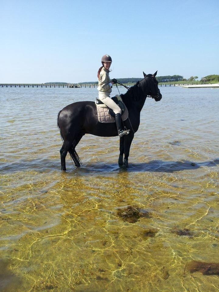 Anden særlig race Harald Baldur R.I.P billede 15