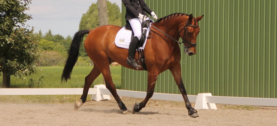 Anden særlig race D'artagnan (Bølle) - D'artagnan.
Følgende stævne foto: Gitte Schønberg billede 7