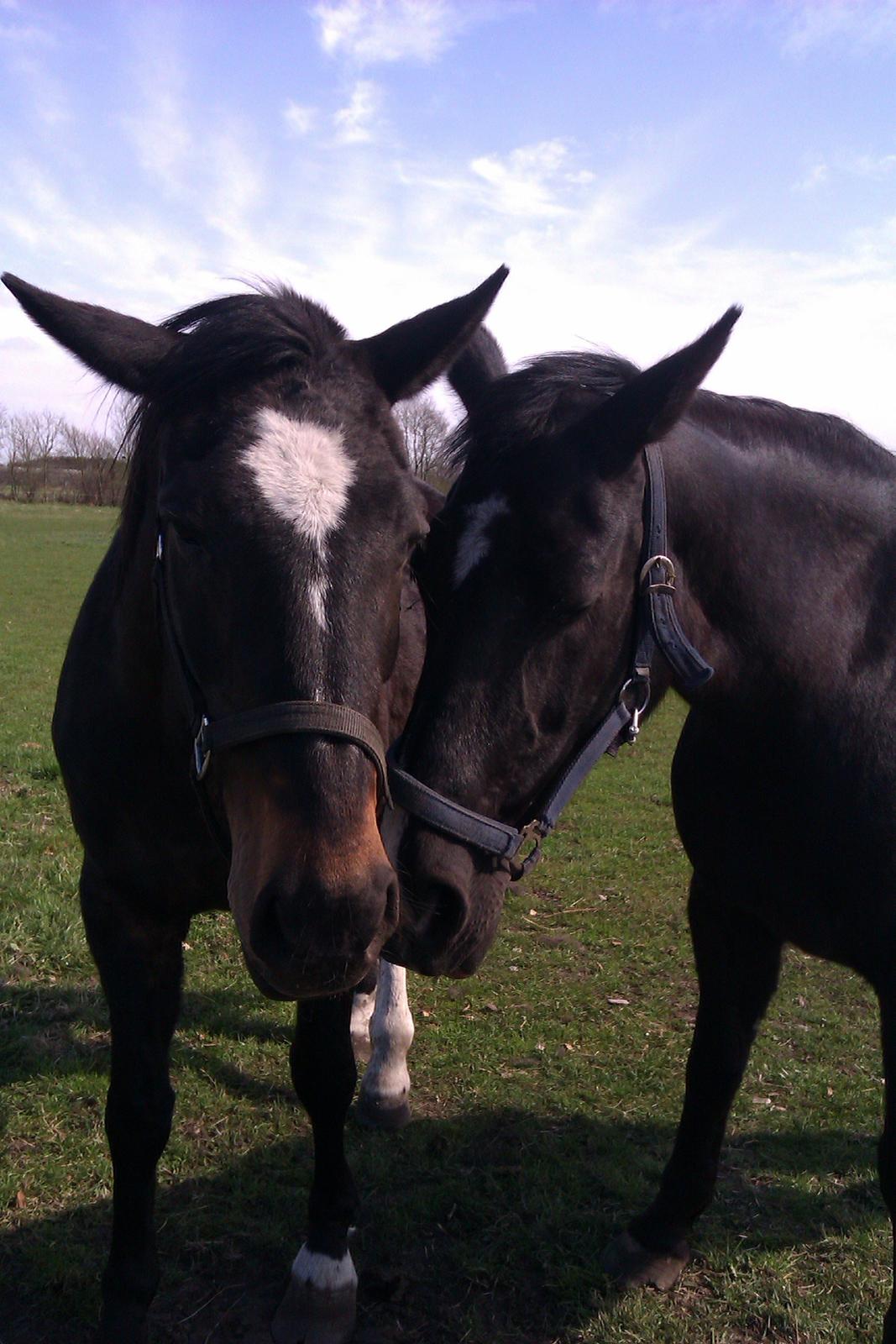 Oldenborg Connie - Madonna og Connie :) billede 9
