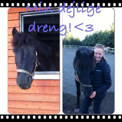 Hollandsk Sportspony Black Boy billede 8