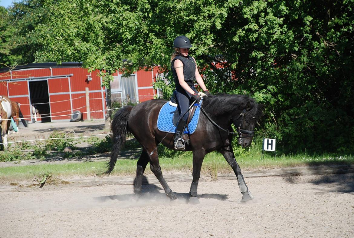 Hollandsk Sportspony Black Boy billede 3