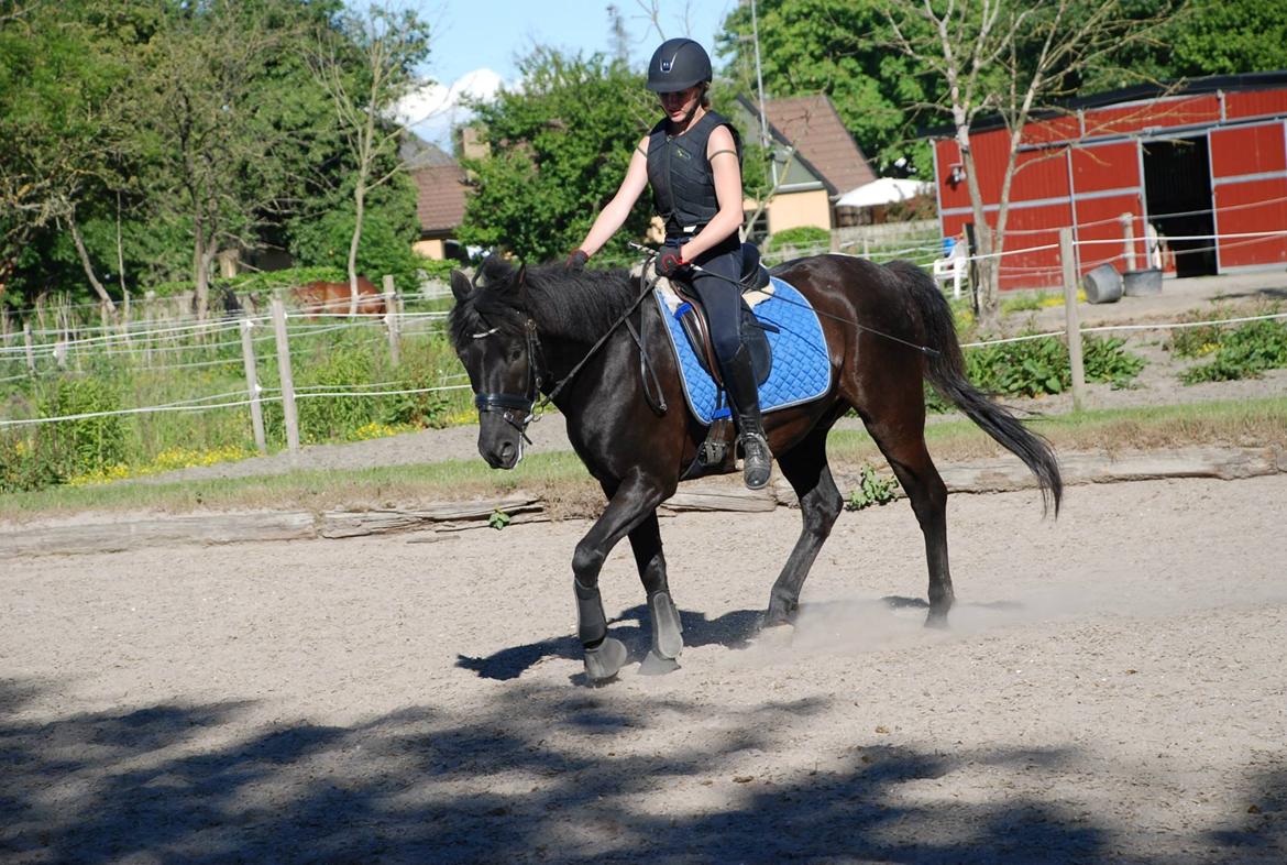 Hollandsk Sportspony Black Boy billede 4