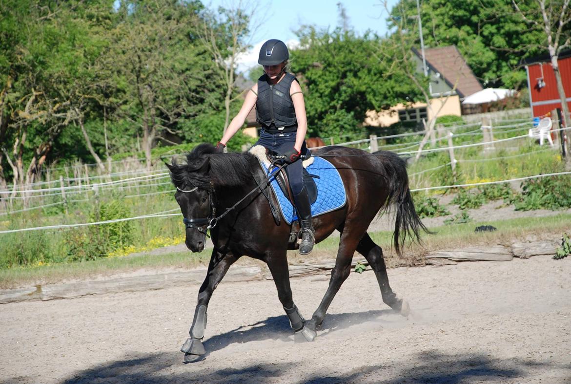Hollandsk Sportspony Black Boy - min lille dressur pony!
anden dag med ham. billede 5